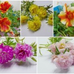 แพรเซี่ยงไฮ้ แพรเซี่ยงไฮ้