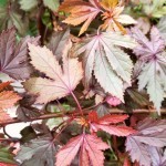 ชบาเมเปิล ชบาเมเปิล