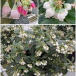 บลูเบอร์รี่ บลูเบอร์รี่