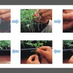 เทคนิคการเสียบยอดผัก grafting เทคนิคการเสียบยอดผัก grafting