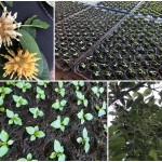 kratom